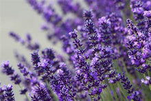 Load image into Gallery viewer, Lavender 100% Pure Essential Oil 10ml - Divine Oils