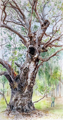 Bees' nest at No 8, Willunga, January 2025 - watercolour - Julia Wakefield