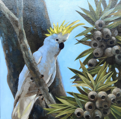 Cocky Study 4 - Oils - Lisa Losada