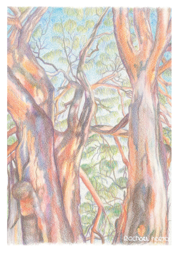 Greeting Card - Entangled trees