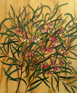 Limited Edition Print - Eucalyptus Rosacea - Irina Nazarova