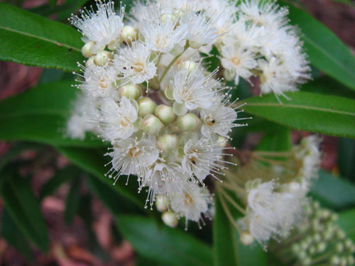 Lemon Myrtle Essential Oil – 10ml - Divine Oils