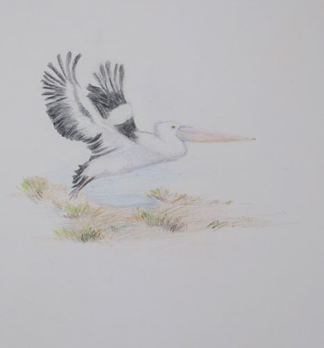 Greeting Card - Pelican landing - Erica McNicol