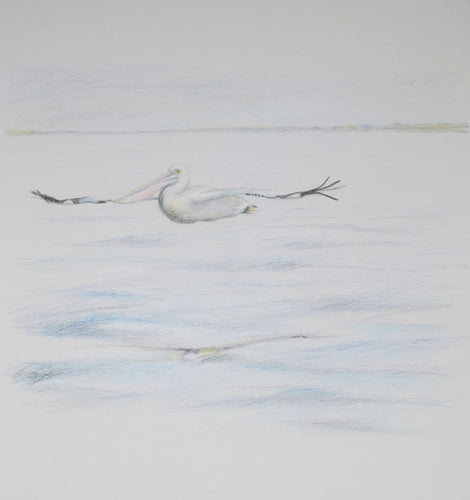 Greeting Card - Pelican Gliding - Erica McNicol