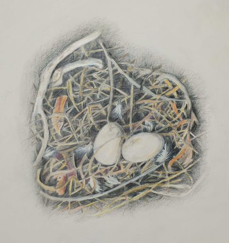 Greeting Card - Pelican nest- Erica McNicol