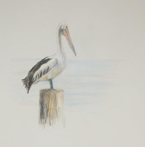 Greeting Card - Pelican on pylon - Erica McNicol