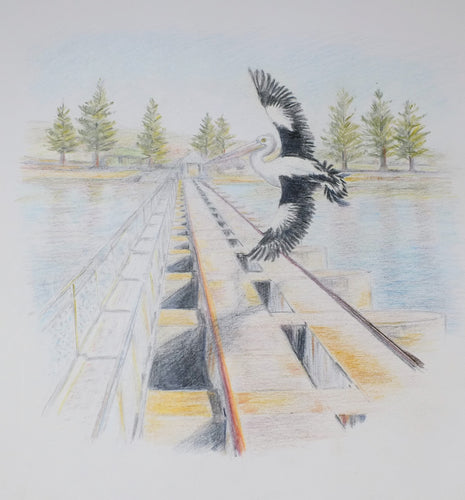Greeting Card - Pelican over the Barrages - Erica McNicol