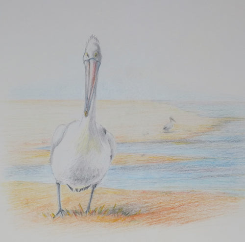 Greeting Card - Pelican standing - Erica McNicol