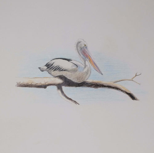 Greeting Card - Perching Pelican - Erica McNicol