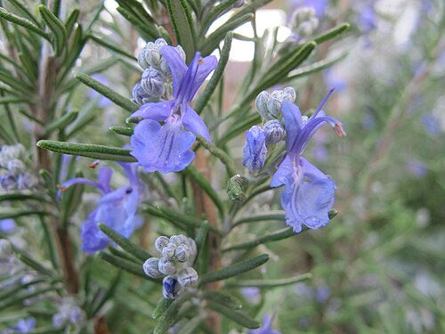 Rosemary 100% Essential Oil 10ml - Divine Oils