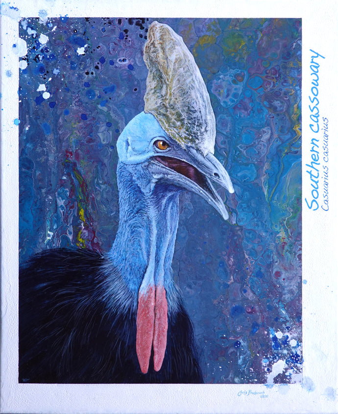 Southern cassowary, casuarius casuarius - Acrylic on canvas- Chris Badenoch