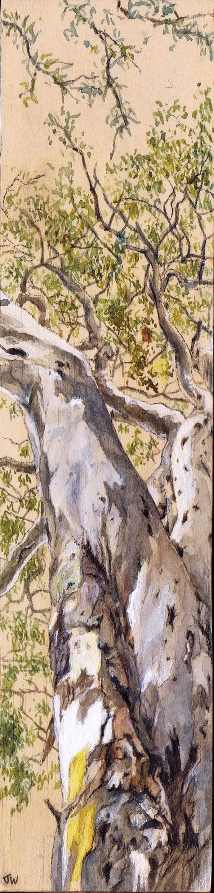 Study 1, Wirra Wirra, January2025 - watercolour - Julia Wakefield