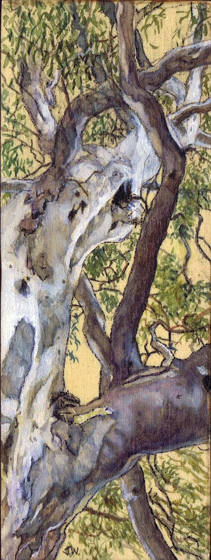 Study ll, Wirra Wirra, January2025 - watercolour - Julia Wakefield