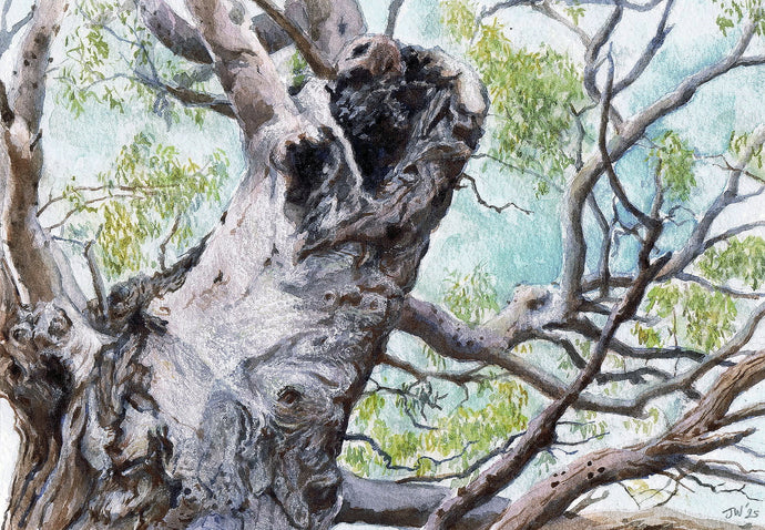 Study at No 8, Willunga, January 2025 - watercolour - Julia Wakefield