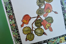 Load image into Gallery viewer, &#39;Plants with Peculiar Names&#39; - Children&#39;s Information Book by Zinia King.
