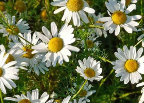 Chamomile Roman Essential Oil – 10ml - Divine Oils