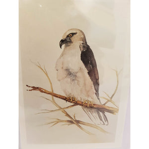Greeting Card - Black Shouldered Kite - Paula Schetters-Stationery-Atelier Crafers 