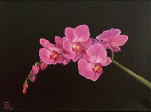 Pinks on Black - oil on canvas - Evelynne Richardson