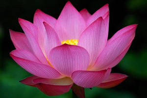 Wax Melt - Lotus Blossom