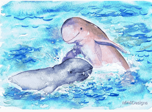 Greeting Card - Snubfin dolphins