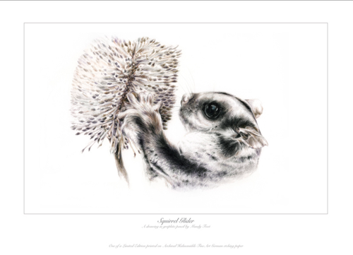 Squirrel Glider Ed. 2 of 10 -Giclée on paper - Many Foot
