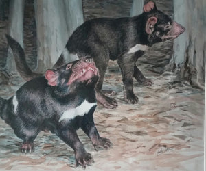 Tasmanian Devils - ink - Cathi Steer