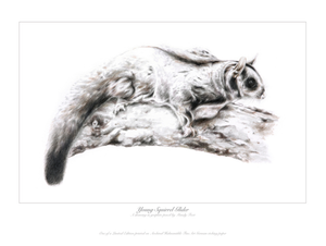 Young Squirrel Glider Ed. 2 of 10 - Giclée on paper - Many Foot