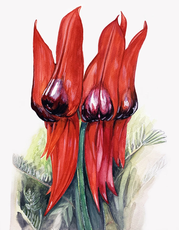 Greeting Card - Sturt's Desert Pea