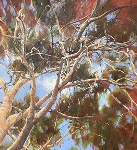 Eucalypt - Oil on Canvas - Rod Bax