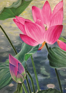Greeting Card - Lotus in pond by Paula Schetters